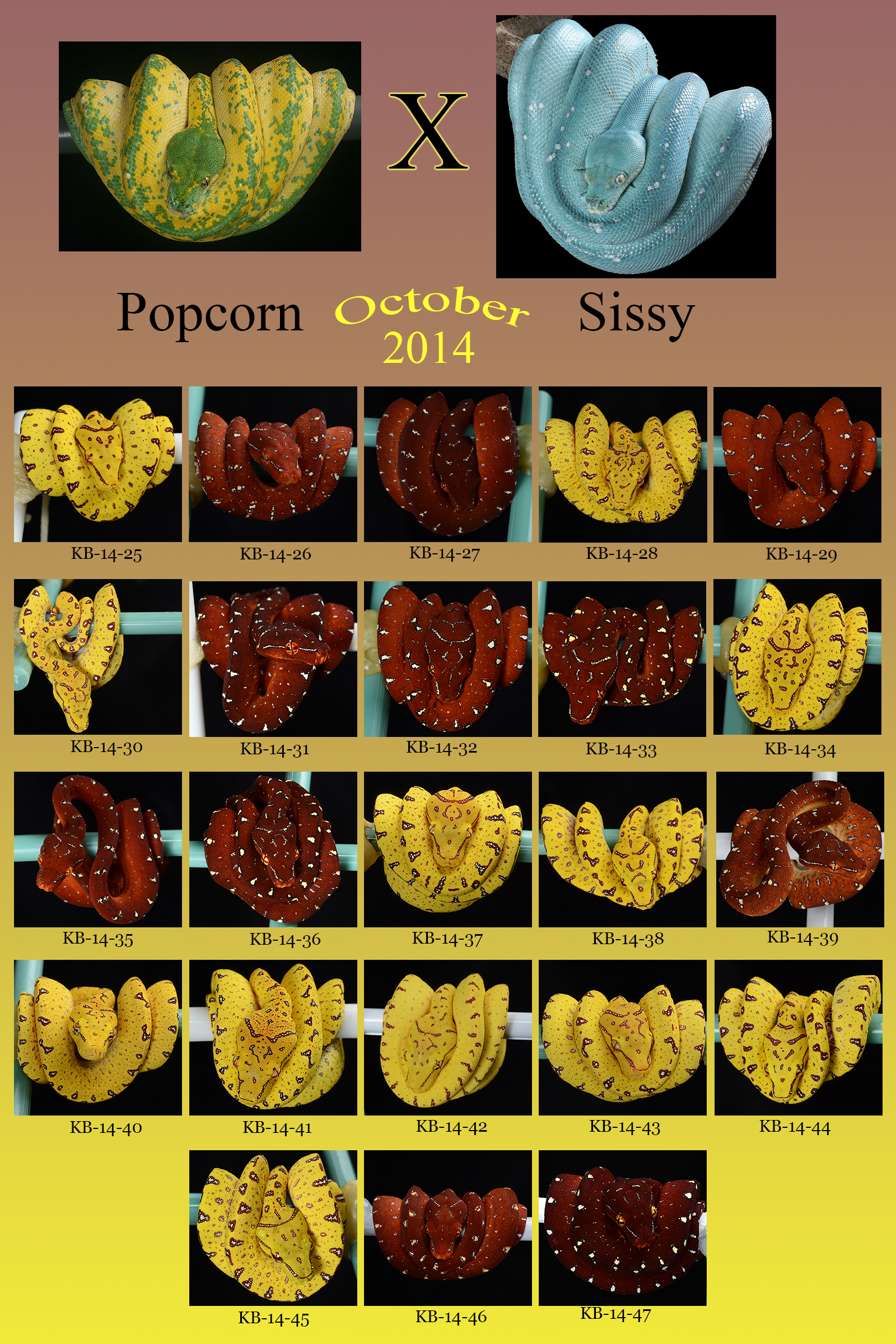 2014 Popcorn x Sissy