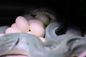 laying eggs