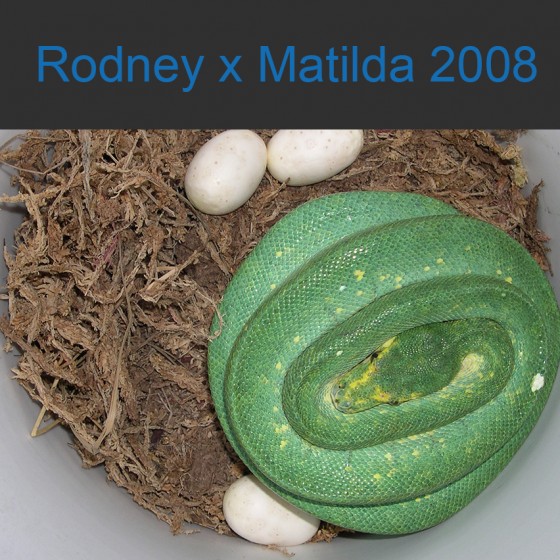 Rodney x Matilda