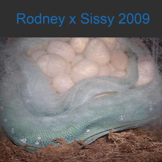 Rodney x Sissy