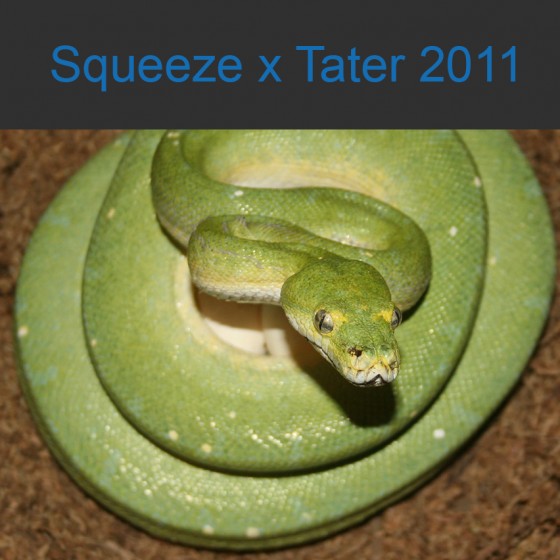 Squeeze x Tater