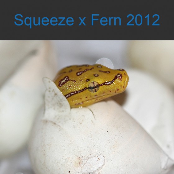 Squeeze x Fern