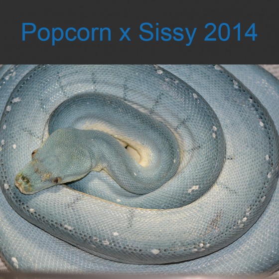 Popcorn x Sissy