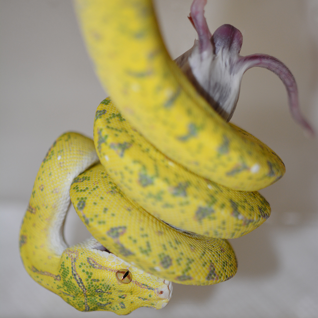 sub-adult feeding