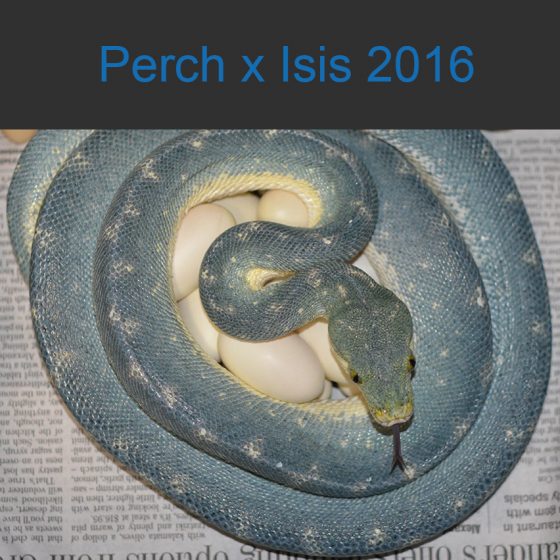 Perch x Isis