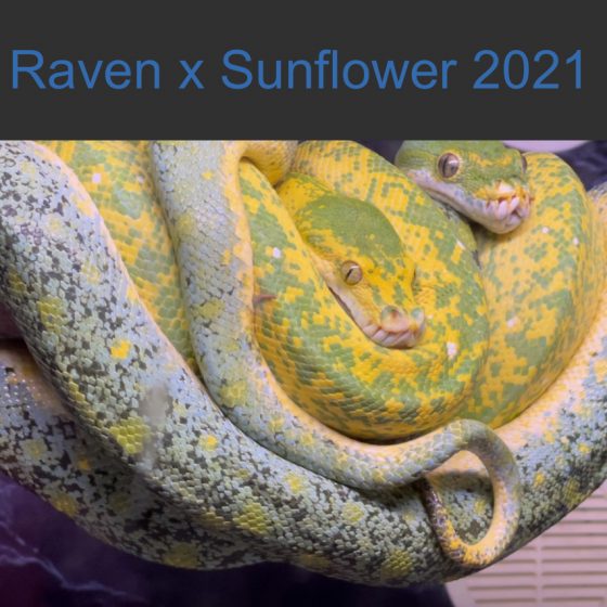 Raven x Sunflower